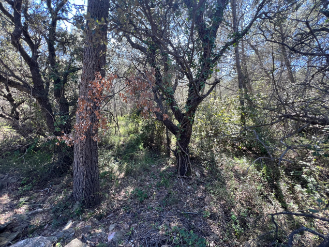 Offres de vente Terrain agricole La Livinière (34210)